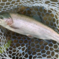 暑いけど釣れる ～フィッシングパーク高島の泉～